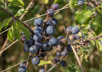 Close up of Sloe berries ripening on a bush