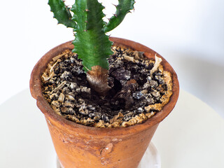 Yellow mold in flower pot in houseplant soil, close up.