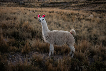 llama standing in a field © Juliania