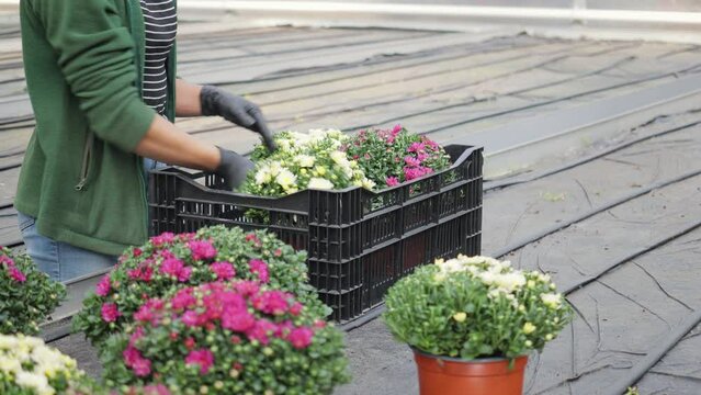 Female gardener in a greenhouse takes chrysanthemum flower plants in flower pots from plastic container putting them on table