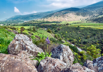 Spring flowering in northern Israel in the area of the Saar stream.