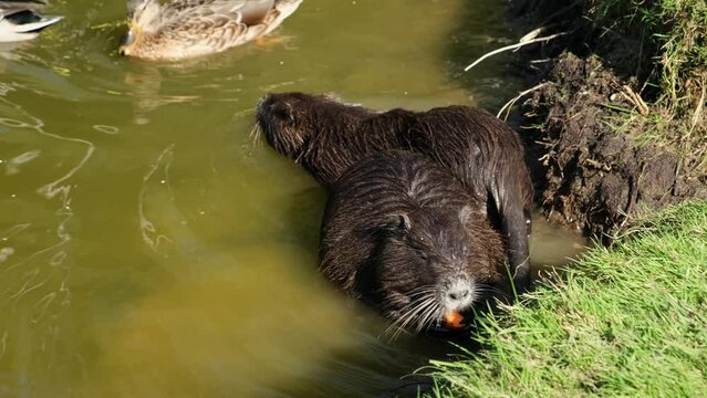 Pair of nutrias are sitting in water eats the carrot. An adult myocastor coypus, an invasive species. Wildlife fauna. Wild animal. Ducks near.