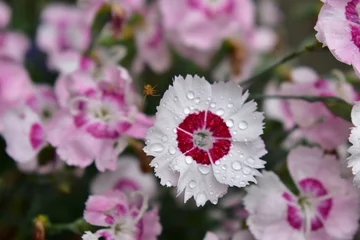 Fotobehang pink and white flowers wet. © yvet
