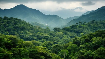 Fototapeta na wymiar forest green rainforest landscape illustration tree jungle, environment leaf, natural foliage forest green rainforest landscape