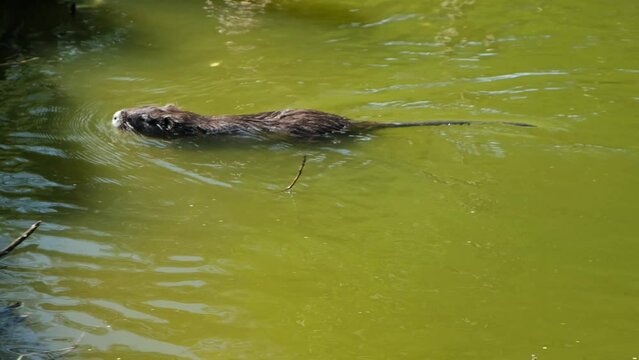 One nutria is swimming in water. An adult myocastor coypu swims, an invasive species. Wildlife fauna. Wild animal.