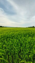 Felder in Deutschland