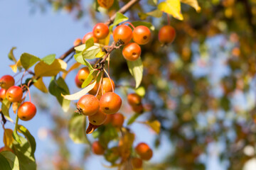 Ripe wild crabapples on the branches of the apple trees in autumn. fruits of malus sieboldii, closeup, sunny day