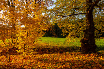 Autumn foliage in Catherine park, Pushkin, Saint Petersburg, Russia