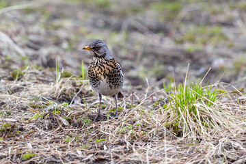 Fieldfare (Turdus pilaris) on dry grass. The parent is looking for food for the chicks.
