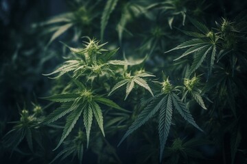 Background of cannabis bud and leaf. Generative AI