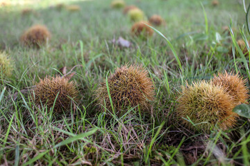 several chestnut hedgehogs on the grass