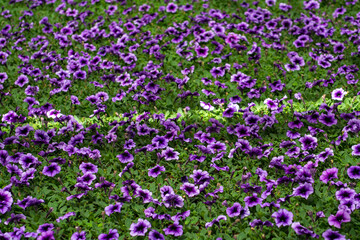 Cultivation of different summer bedding plants, begonia, petunia, young flowering plants, decorative or ornamental garden plants growing in Dutch greenhouse