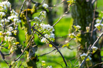 Organic farming in Netherlands, rows of blossoming pear trees on fruit orchards in Zeeland