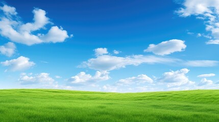 Fototapeta premium green grass and blue sky