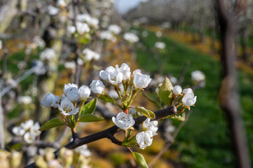 Organic farming in Netherlands, rows of blossoming pear trees on fruit orchards in Zeeland