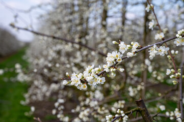 Spring white blossom of plum prunus tree, orchard with fruit trees in Betuwe, Netherlands in april