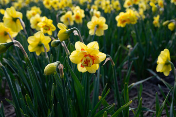 Obraz premium Dutch spring, colorful yellow daffodils in blossom on farm fields in april near Lisse, North Holland, the Netherlands