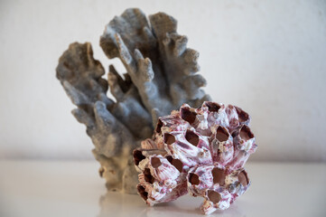 Hard dead blue and pink coral stones, underwater nature background