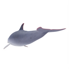 Bottlenose Dolphin