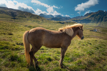 Icelandic horses in the idyllic cuntryside landscapes of Grundarfjörður, Snæfellsnes peninsula, west of Iceland.