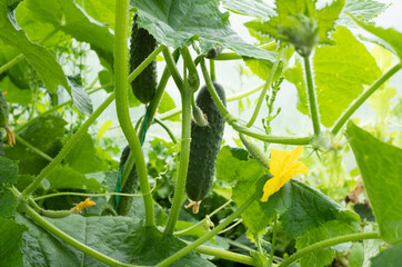 Ripening cucumbers in greenhouse. Organic food. Cucumber plants with green gherkins and yellow flowers for publication, poster, screensaver, wallpaper, banner, cover, post. High quality photo