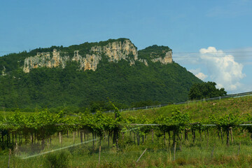 Fields with vineyards in Italy against the backdrop of mountains.