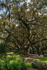 bright colorful flowers and livve oak trees covered in Spanish moss in Carolina Lowcountry