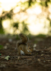 Sweet squirrel is eating what it finds on soil.