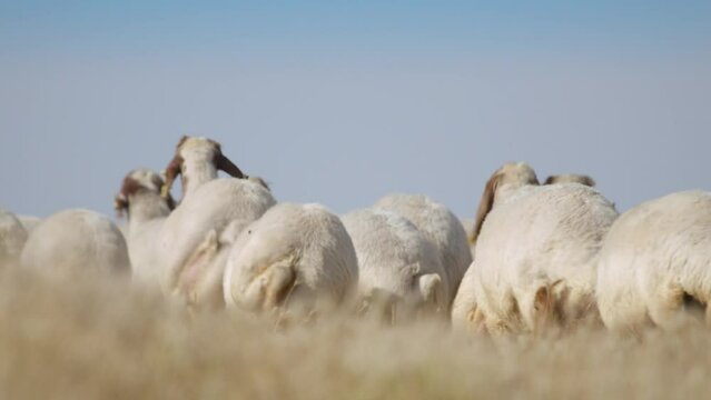 A crowded flock of "Ivesi" breed sheep are pacing on the meadow.
