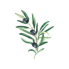 Olive bouquet branches with black olives isolated on white background. Watercolor hand drawn botanical illustration. Can be used for cards, menu, logos, cosmetic, food packaging design