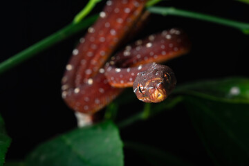 Red Neonate Green Tree Python