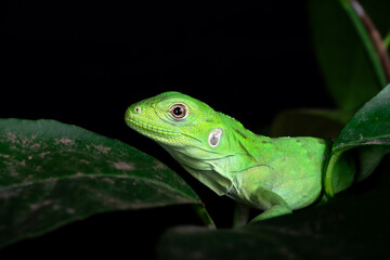 Ctenosaura pectinata (Mexican Spiny Tailed Iguana)