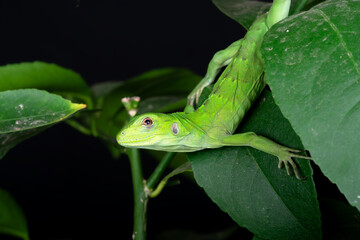 Ctenosaura pectinata (Mexican Spiny Tailed Iguana)