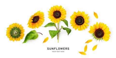 Sunflower flowers, leaves and petals banner isolated on white background.