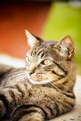 The lost look of a cat