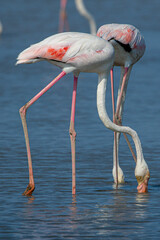 Phoenicopterus roseus is a red flamingo common in aiguamolls emporda girona spain