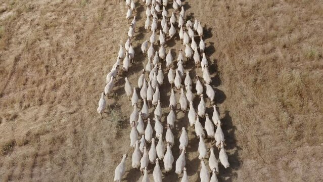 A crowded flock of "Ivesi" breed sheep are pacing on the meadow, Turkey.