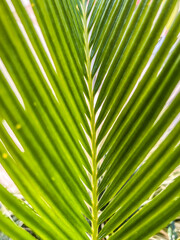 carved green palm tree leaf