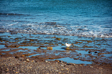 A seagull perched on the stone floor at the seashore on a pebble beach with small calm waves in the background.