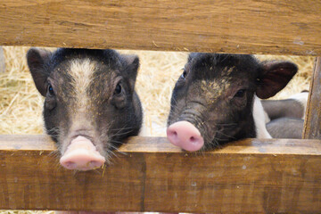 There are many breeds of dwarf pigs that are now popularly raised for enjoyment. Whether it's a Holland dwarf pig, but this cute, pink one that we're going to take you to get to know is Dwarf Potbelly