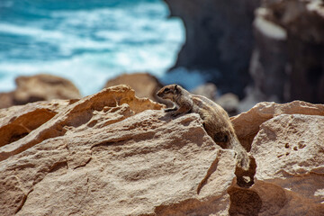 A small squirrel on some brown rocks with the background of blue sea water with a little wave.