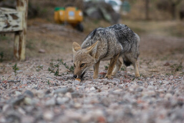 young fox walking on the backyard patio