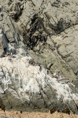 Beautiful view of sea birds, known as Leucocarbo bougainvillii or guanay cormorant, on rocks and near the sea, Casma, Ancash Peru.