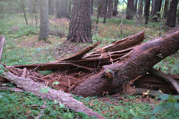 Close-up of fallen and broken tree in a sunny forest on a clear day