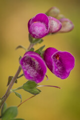 Fototapeta na wymiar Flor campanilla rosa