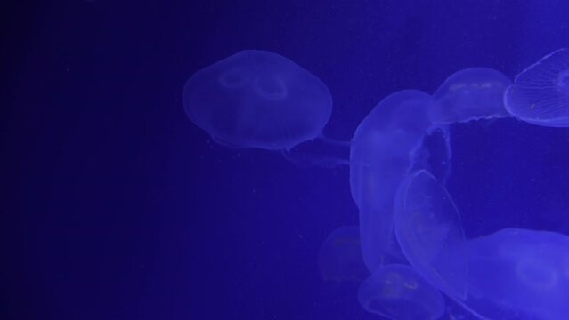 The Moon Jellyfish Or Common Jellyfish (Aurelia Aurita)