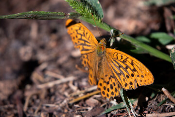 Mariposa naranja en reposo con las alas abiertas.