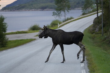 moose on street in norwegian fjords