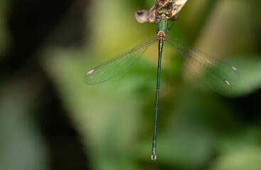 Close-up of a delicate green glowing dragonfly, a female Willow Damsel (Chalcolestes viridis), hanging on a dry leaf. The insect is photographed from above.