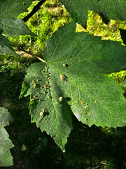Nodular changes on young green leaves of maple trees growing in a home garden on a sunny spring day, Lodz, Poland.